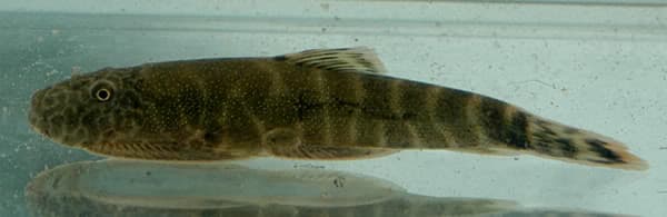 Gastromyzon introrsus photo