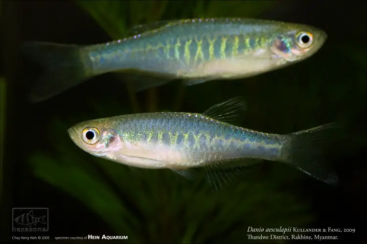 Brachydanio aesculapii photo