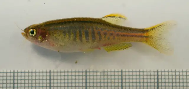 Celestichthys flagrans photo