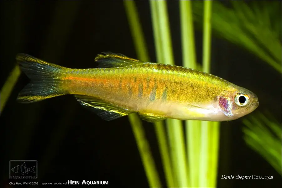 Celestichthys choprae photo
