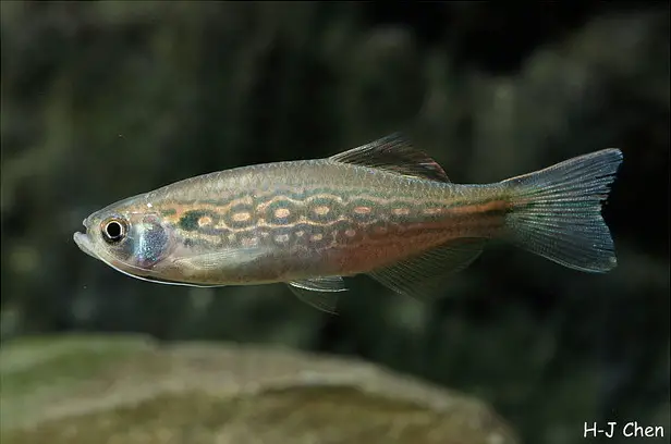 Danio dangila photo