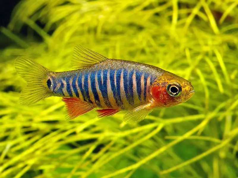 Celestichthys erythromicron photo