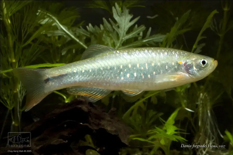 Brachydanio feegradei photo