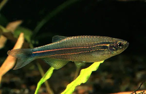 Brachydanio kerri photo