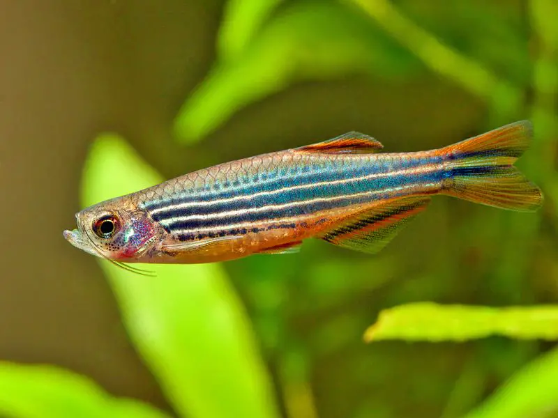 Brachydanio kyathit photo