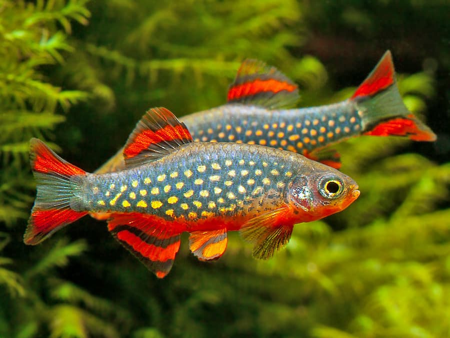 Celestichthys margaritatus photo