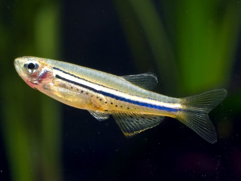 Brachydanio nigrofasciata photo