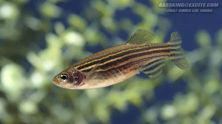 Brachydanio rerio photo