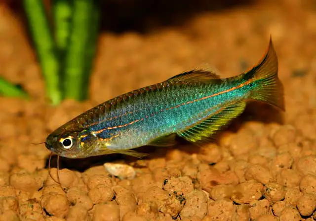 Brachydanio sp. hikari photo