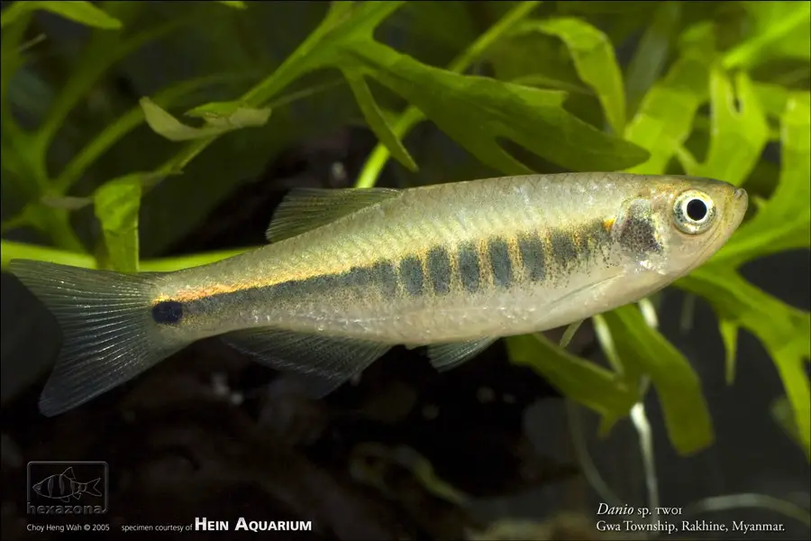 Brachydanio sp. tw01 photo