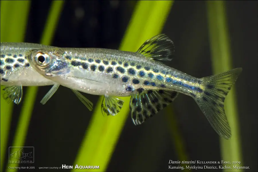 Brachydanio tinwini photo