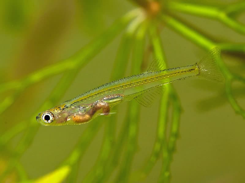 Danionella dracula photo