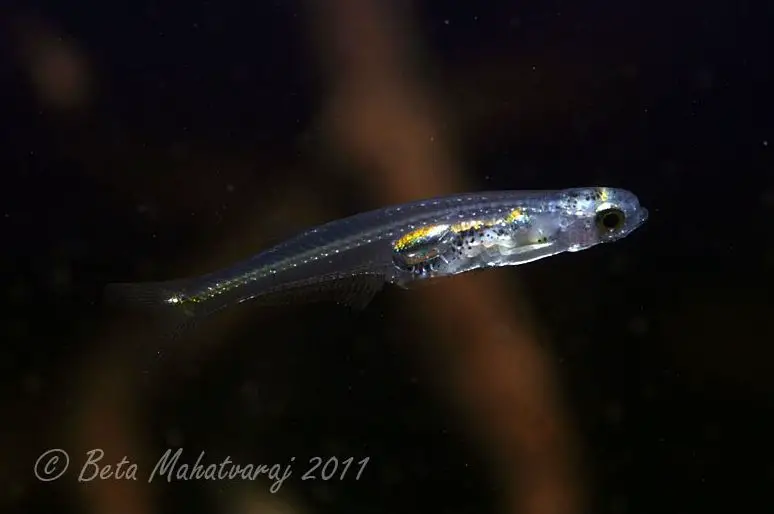 Danionella priapus photo