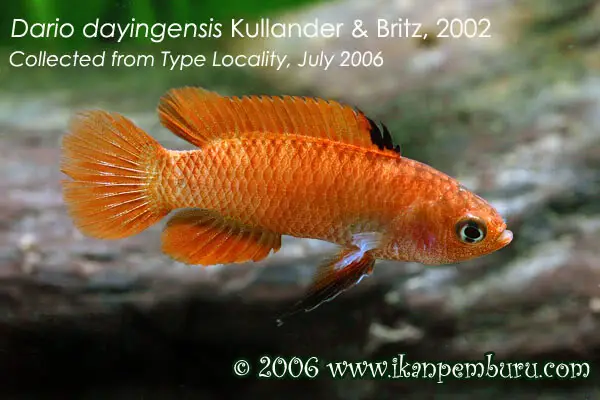 Dario dayingensis photo