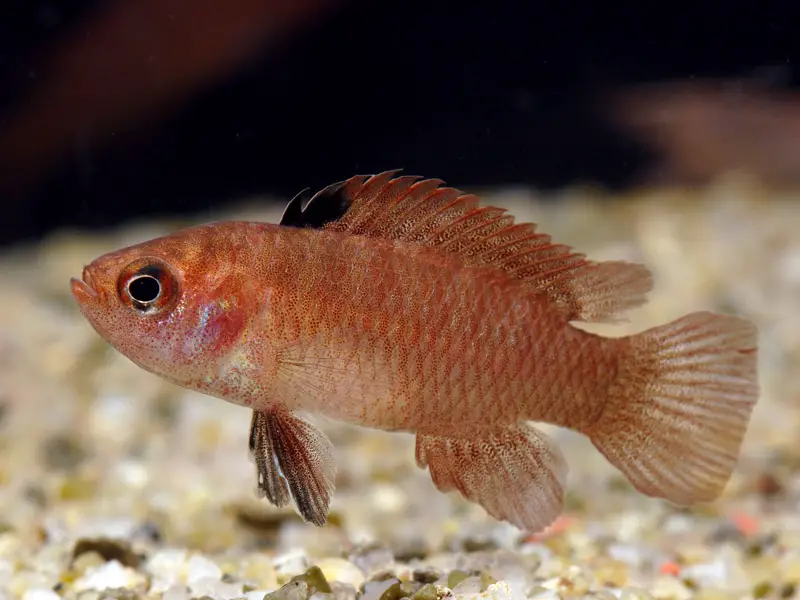 Dario hysginon photo