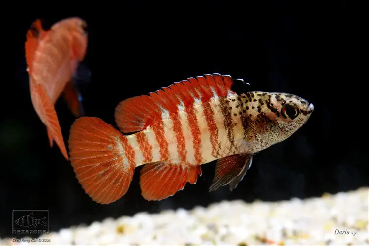 Dario sp. myanmar photo