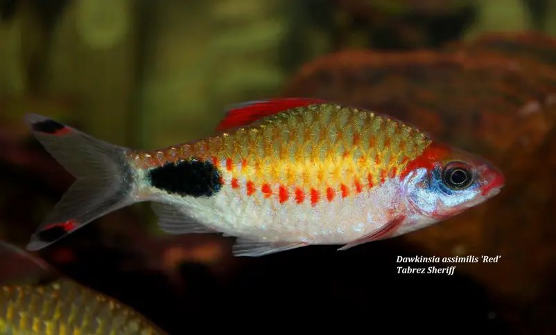 Dawkinsia assimilis photo