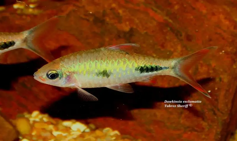 Dawkinsia exclamatio photo