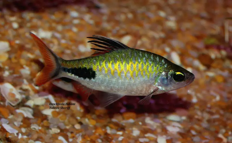 Dawkinsia rohani photo