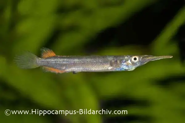 Dermogenys pusilla photo