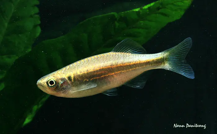 Devario acrostomus photo