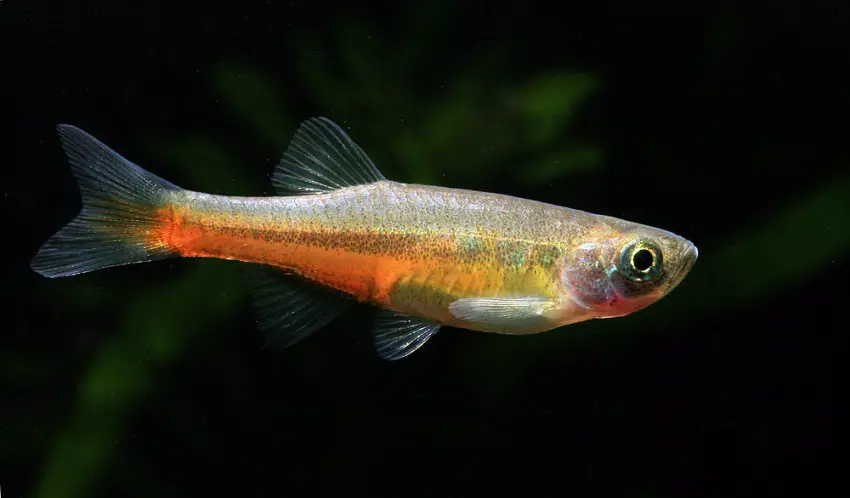 Devario acuticephalus photo