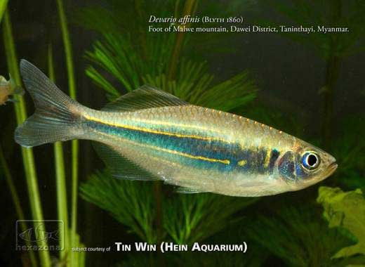 Devario affinis photo