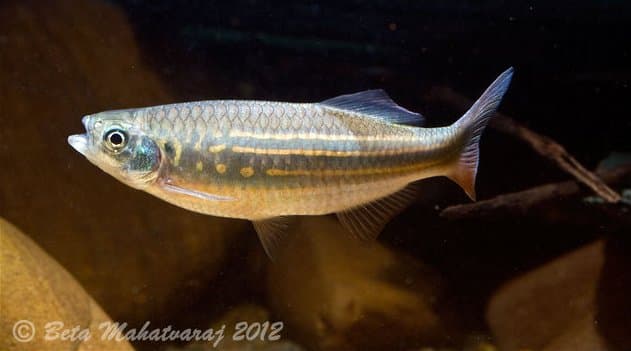Devario assamensis photo