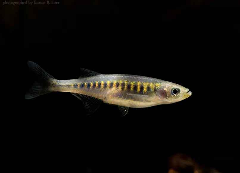 Inlecypris auropurpurea photo