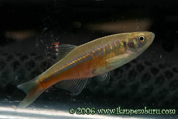 Devario chrysotaeniatus photo