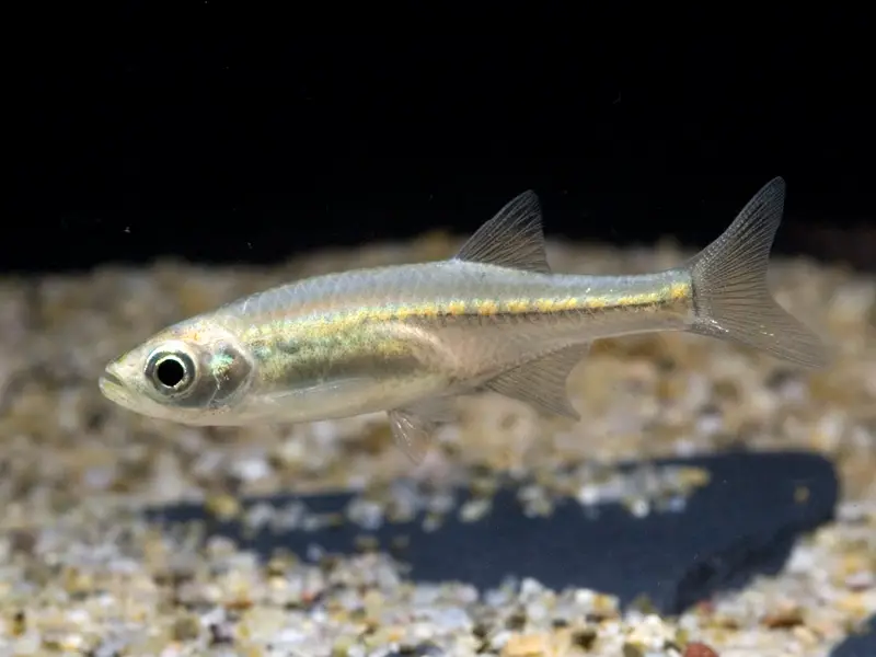 Devario sp. purple cypris photo