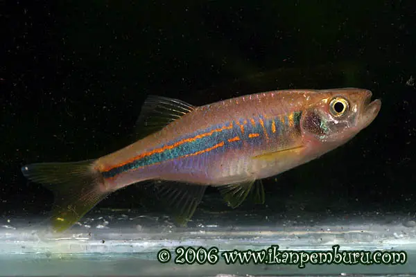 Devario laoensis photo