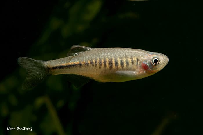 Inlecypris maetaengensis photo