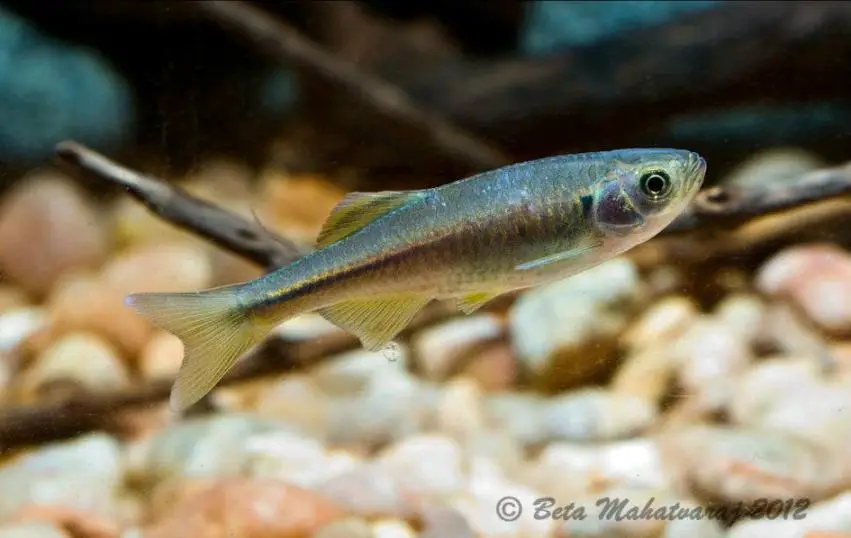 Devario neilgherriensis photo