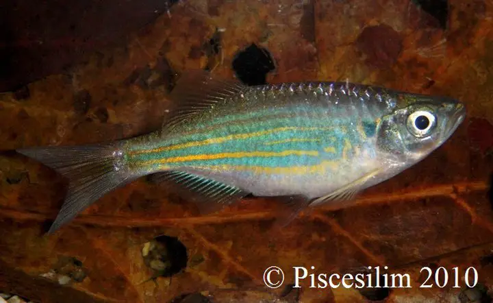 Devario regina photo