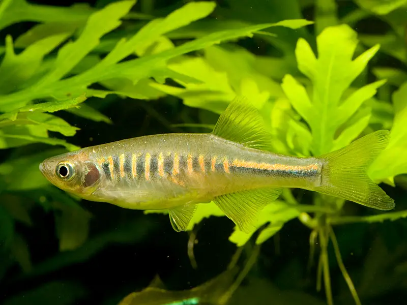 Inlecypris shanensis photo