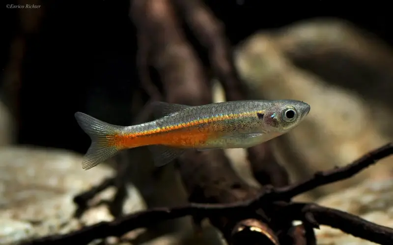 Devario sondhii photo