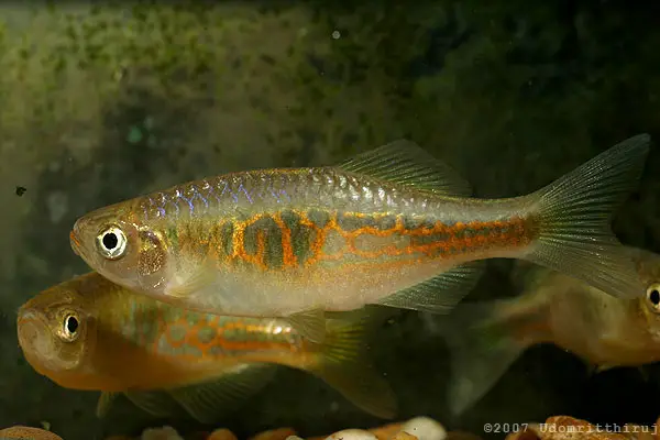 Devario sp. giraffe photo