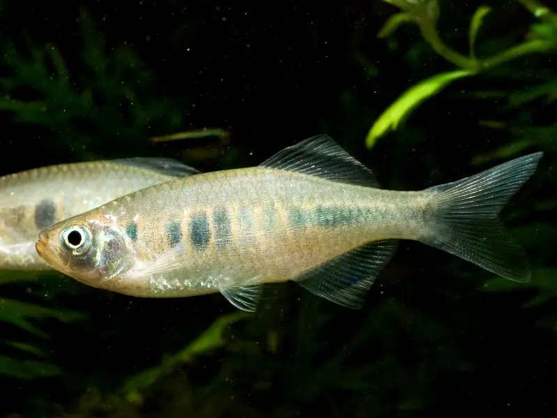 Devario xyrops photo