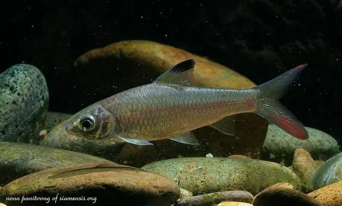 Discherodontus ashmeadi photo