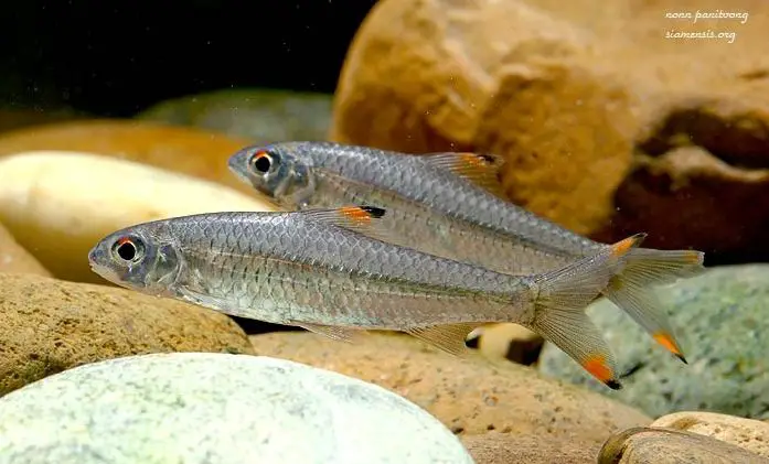 Discherodontus halei photo