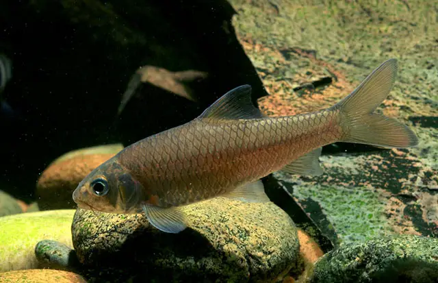 Discherodontus schroederi photo