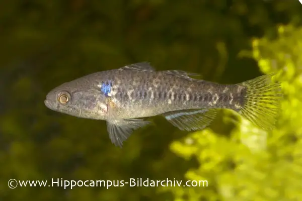 Dormitator lebretonis photo