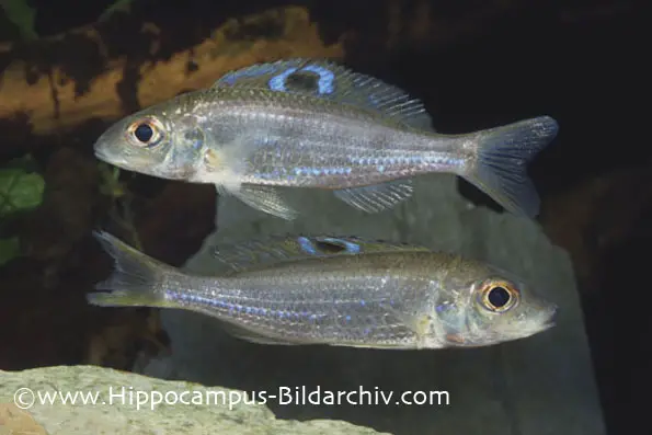 Ectodus descampsii photo