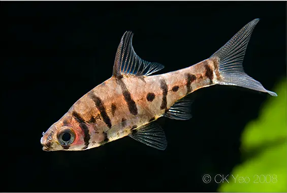 Eirmotus insignis photo