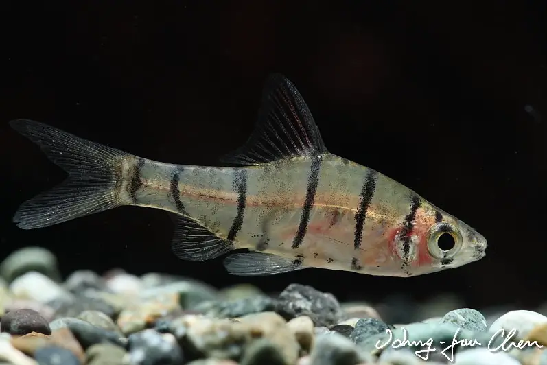 Eirmotus octozona photo