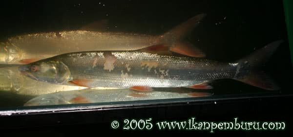 Elopichthys bambusa photo