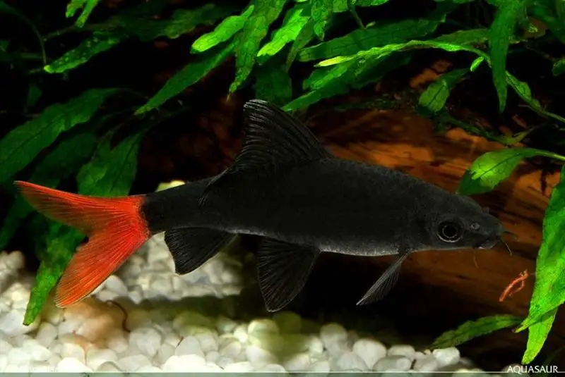 Epalzeorhynchos bicolor photo