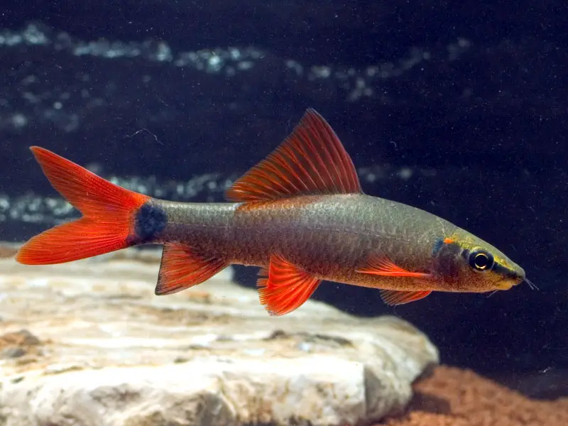 Epalzeorhynchos frenatum photo