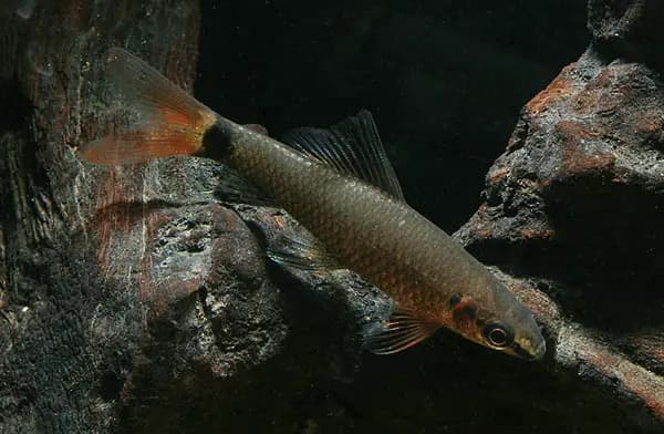 Epalzeorhynchos munense photo